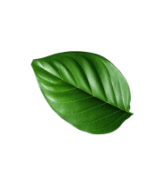 Natural leaf decoration